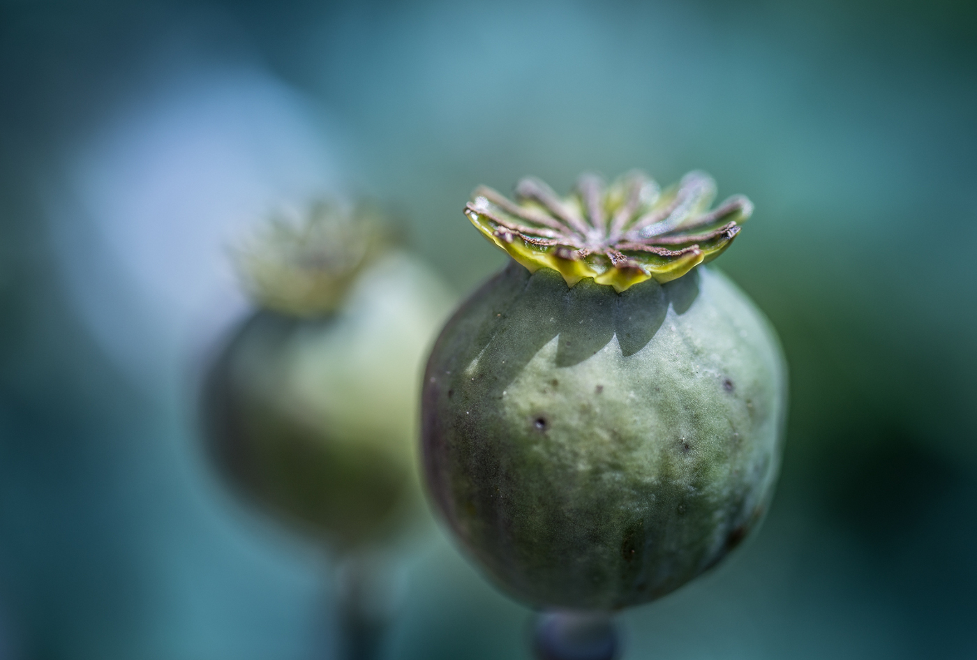 Poppy | © Irmgard Crespin | Annahme:  Württemberg Open