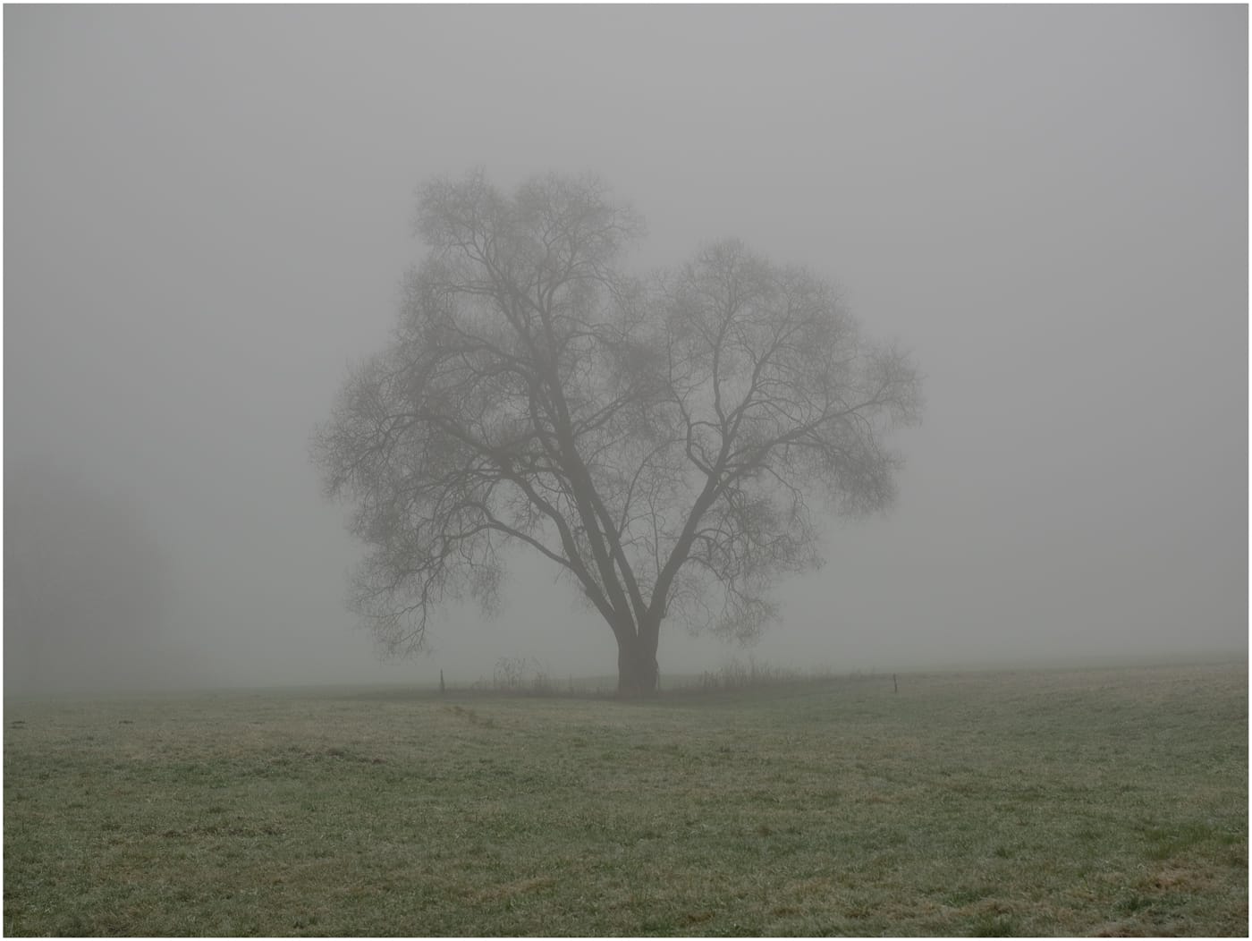 Baum im Nebel | ©  Michael Rettberg
