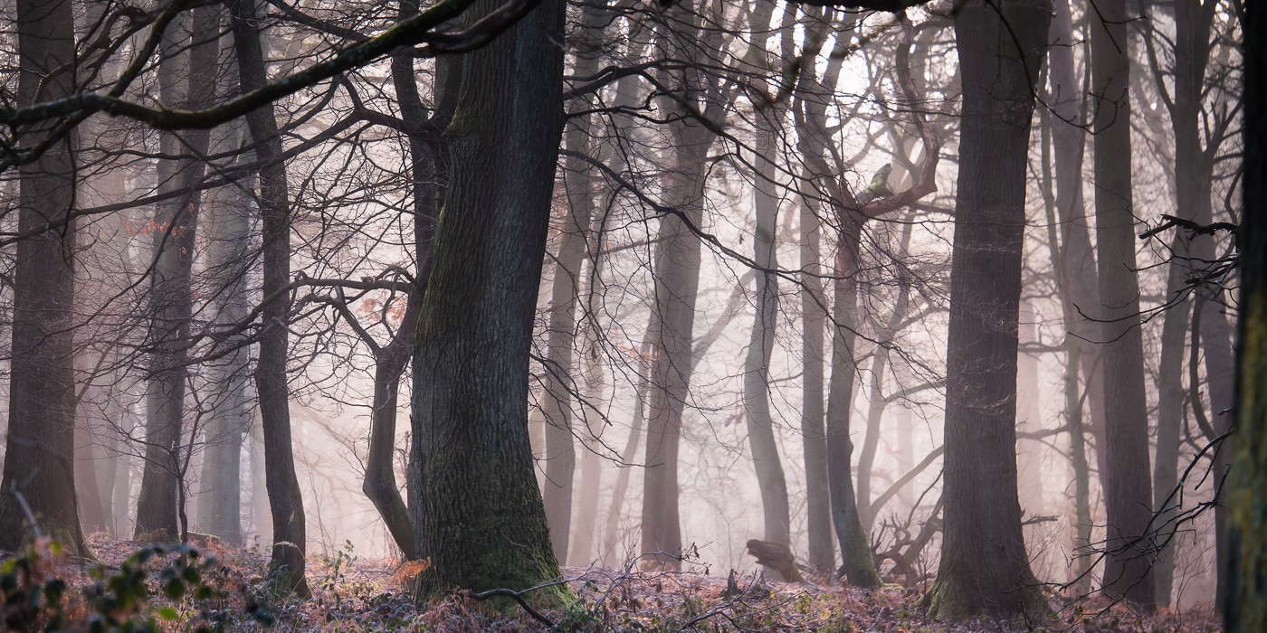 Geheimnisvoller Wald  | © Peter Berlinghof