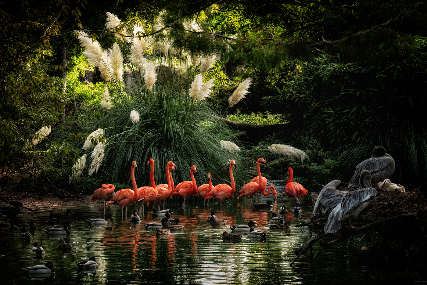 Flamingos | © Dr. Doris Nsiff