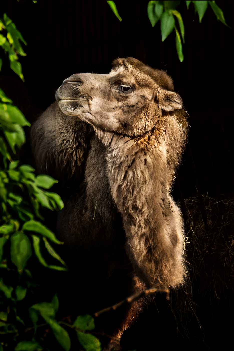 Kamel | © Dr. Doris Nsiff