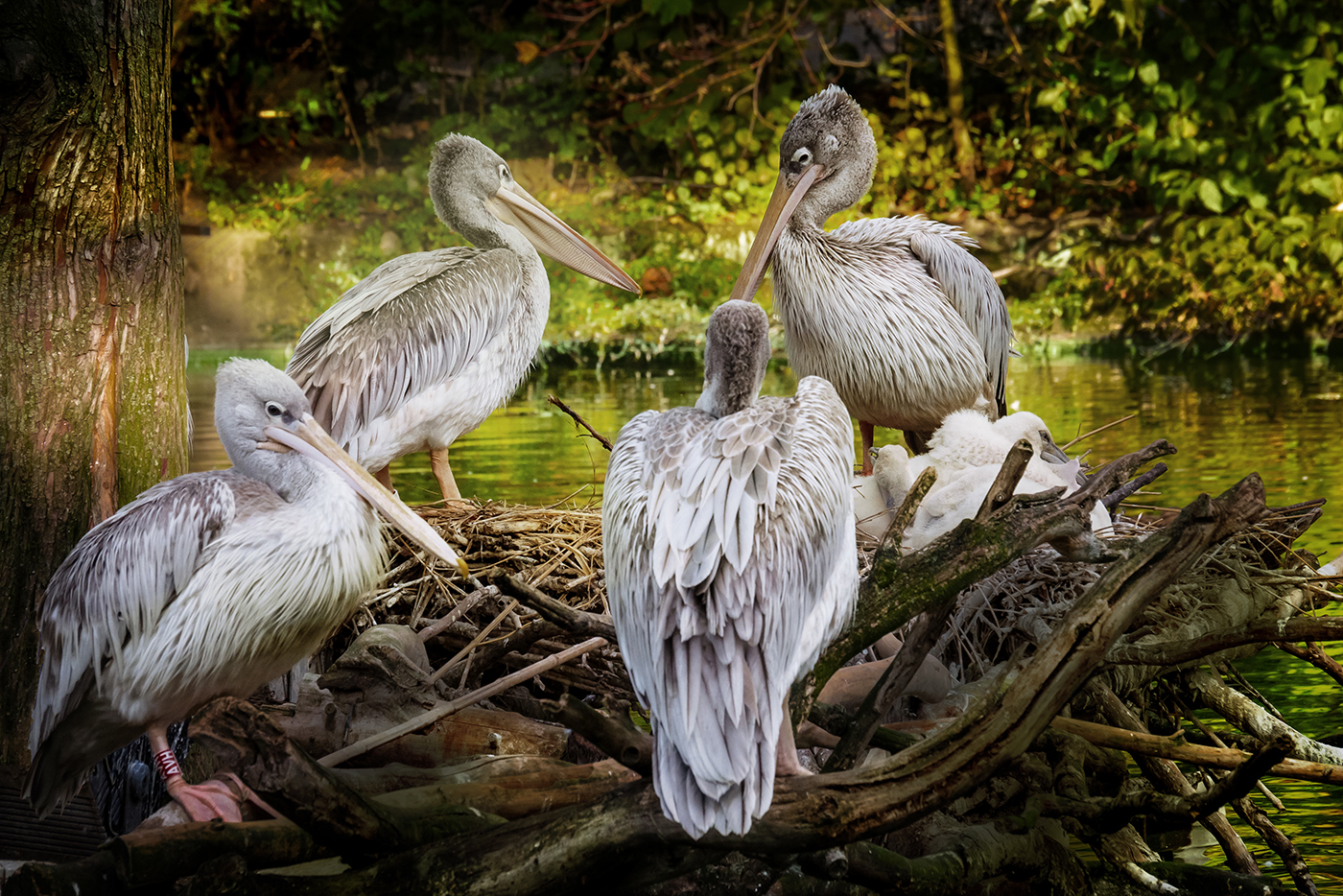 Pelikane | © Dr. Doris Nsiff