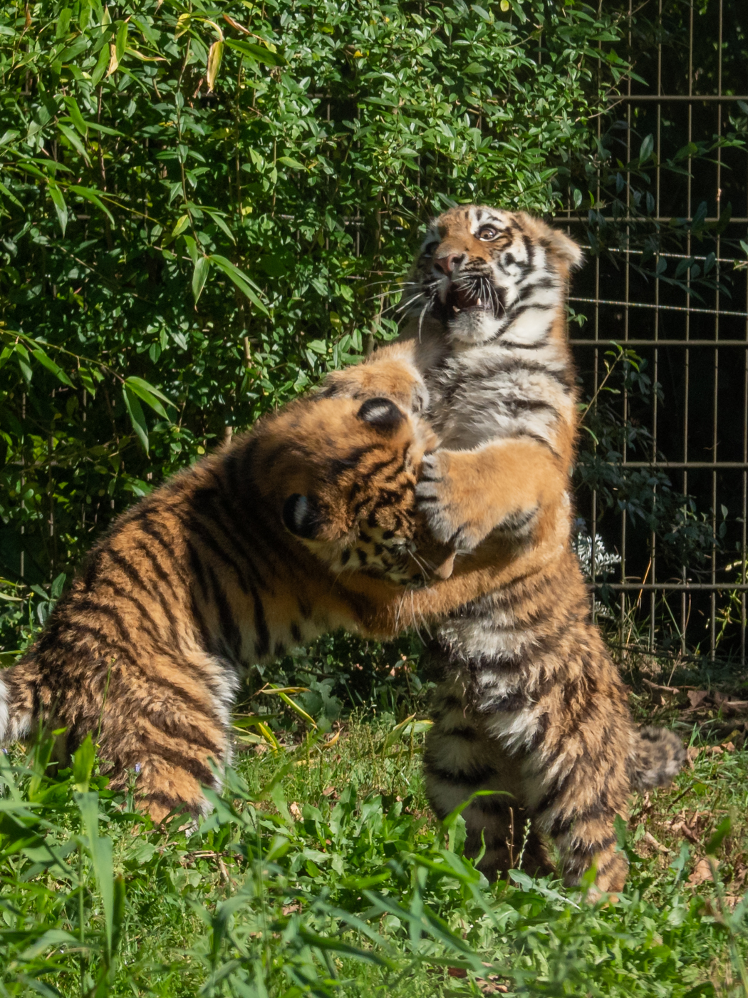Tobende Tiger | © Karl-Heinz Ziolkowski