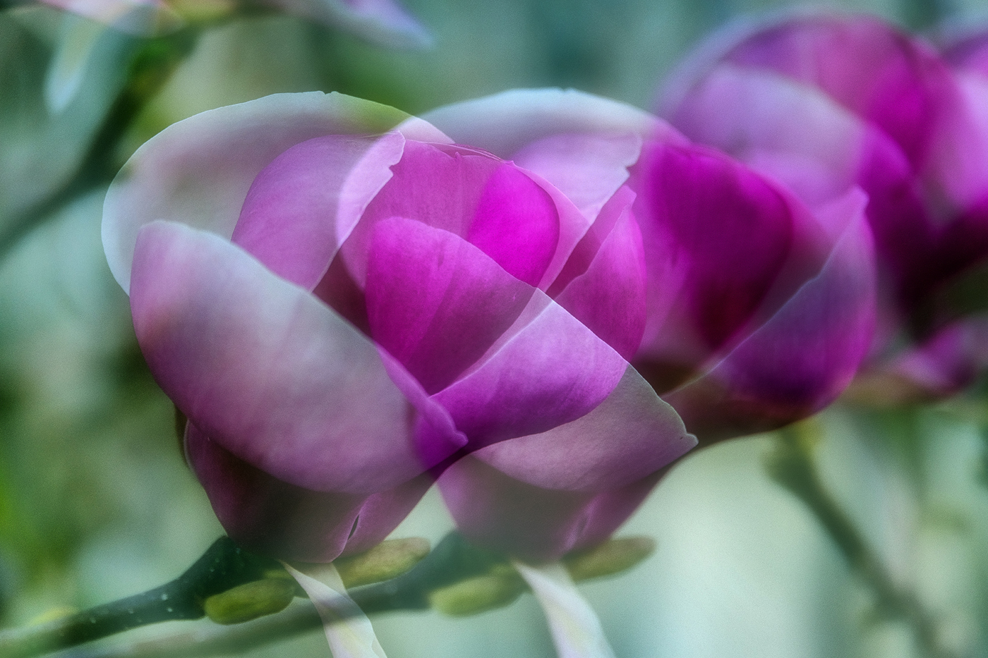 Magnolia double | © Günter Brombach