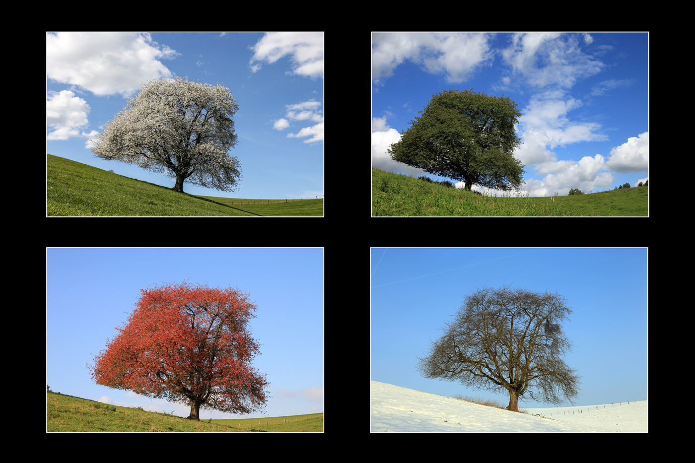 Four seasons | © Dieter Vollmer
