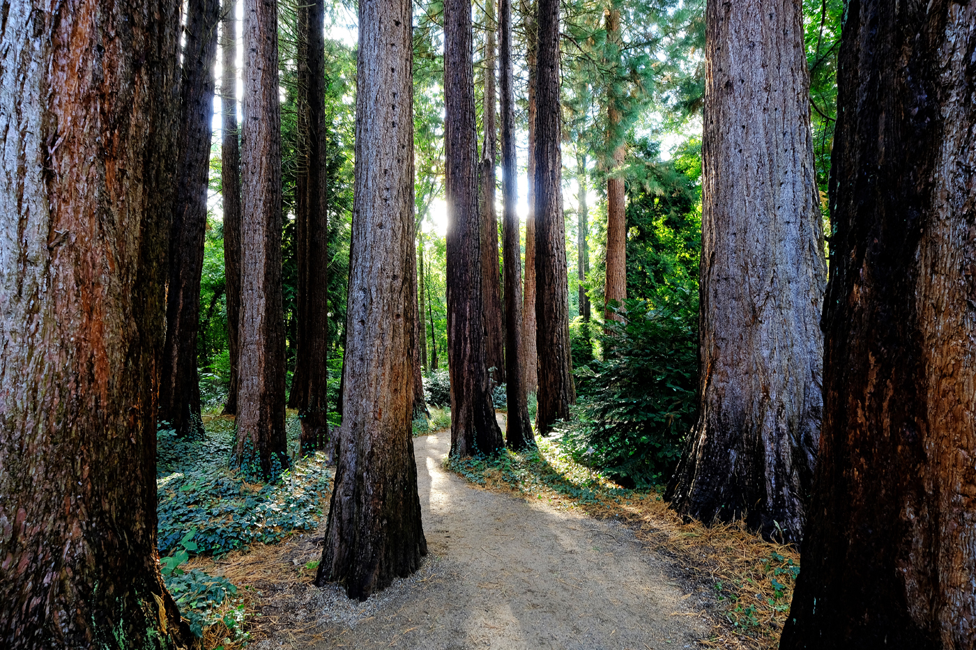 Sequoia-Park | © Günter Brombach