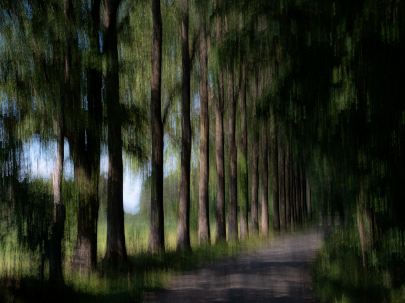Alley of trees | © Wolfgang Röser