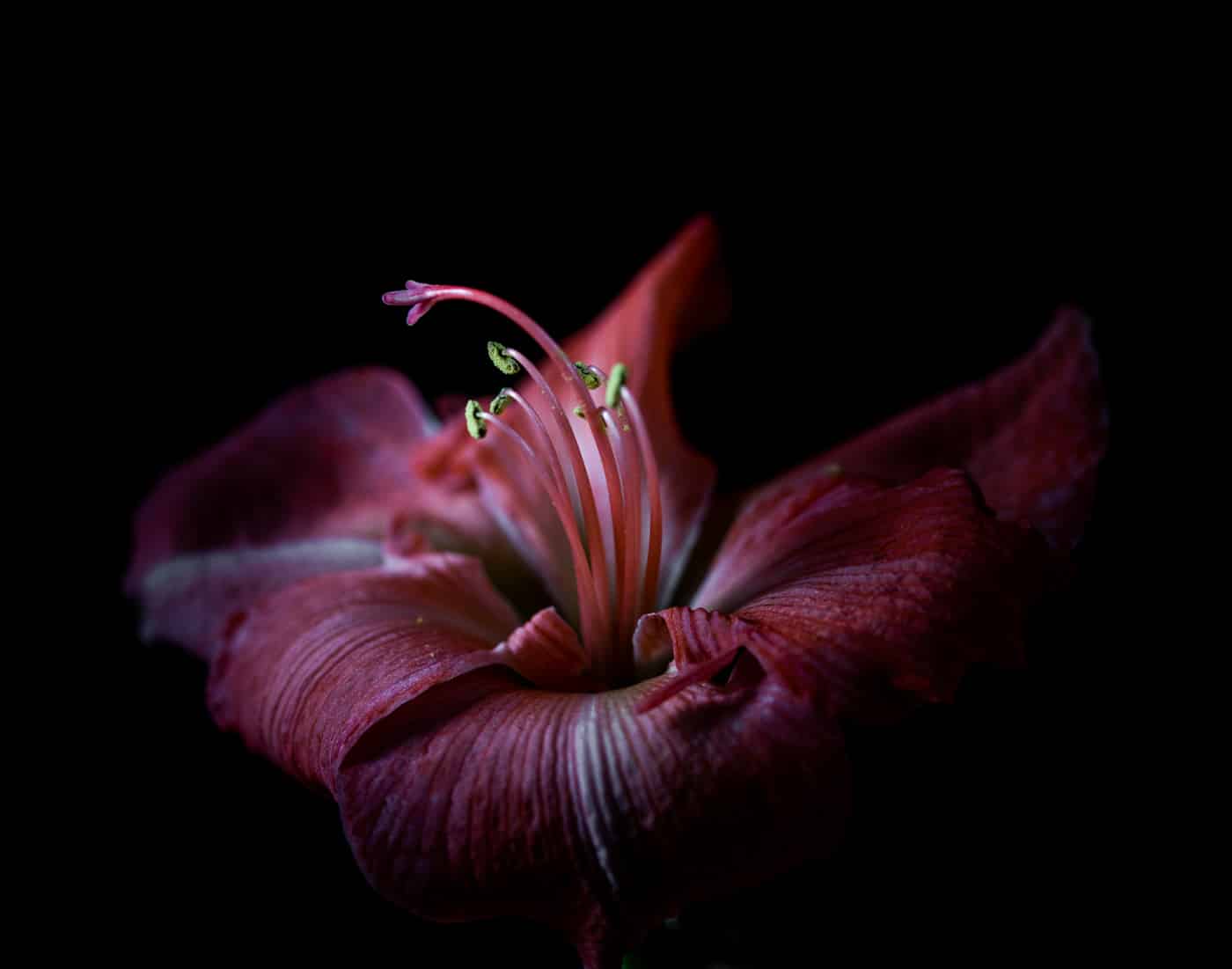 Amaryllis | © Irmgard Crispin