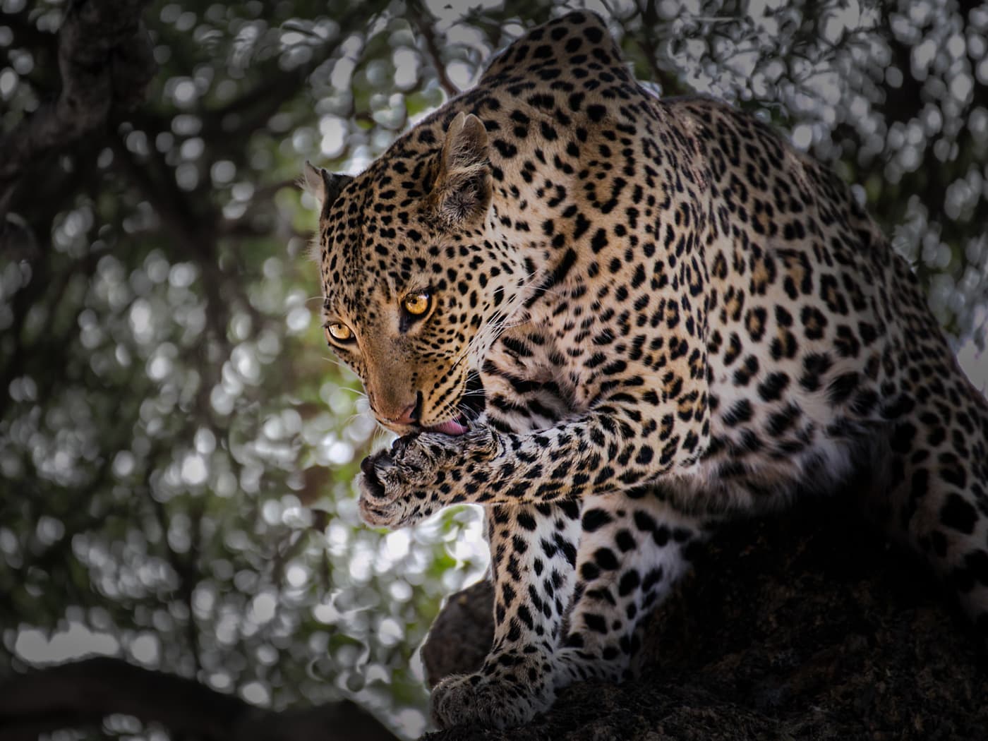 Der Leopard | © Irmgard Crispin