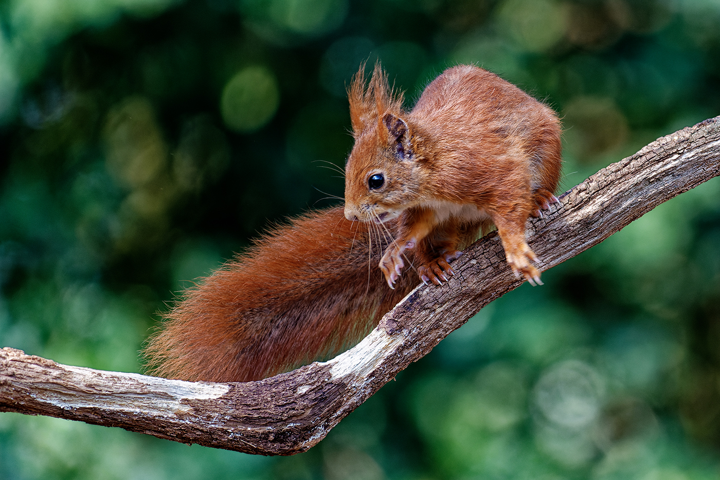 Eichhörnchen | © Peter Berlinghof