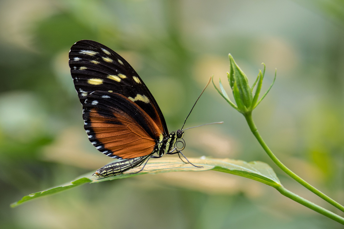 Schmetterling  | © Wolfgang Röser