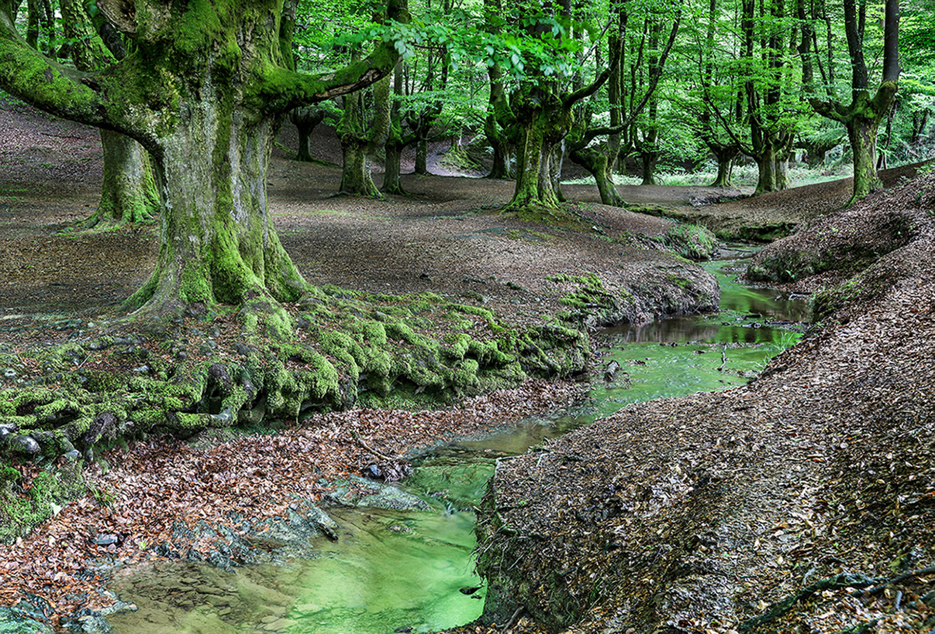 The green Creek | © Sonja Molter