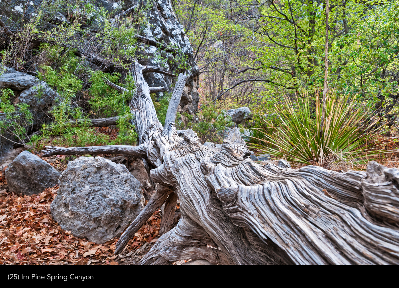 Guadalupe -Mountains 25 | © Peter Berlinghof