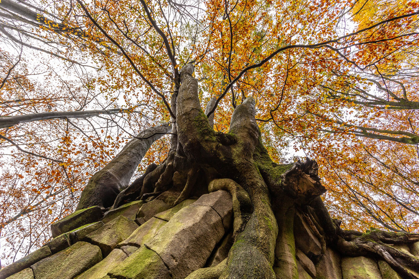 Blick nach oben | © Dieter Vollmer