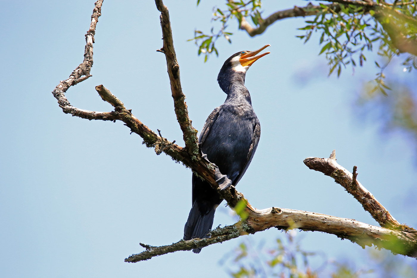 Kormoran 2 | © Dieter Vollmer