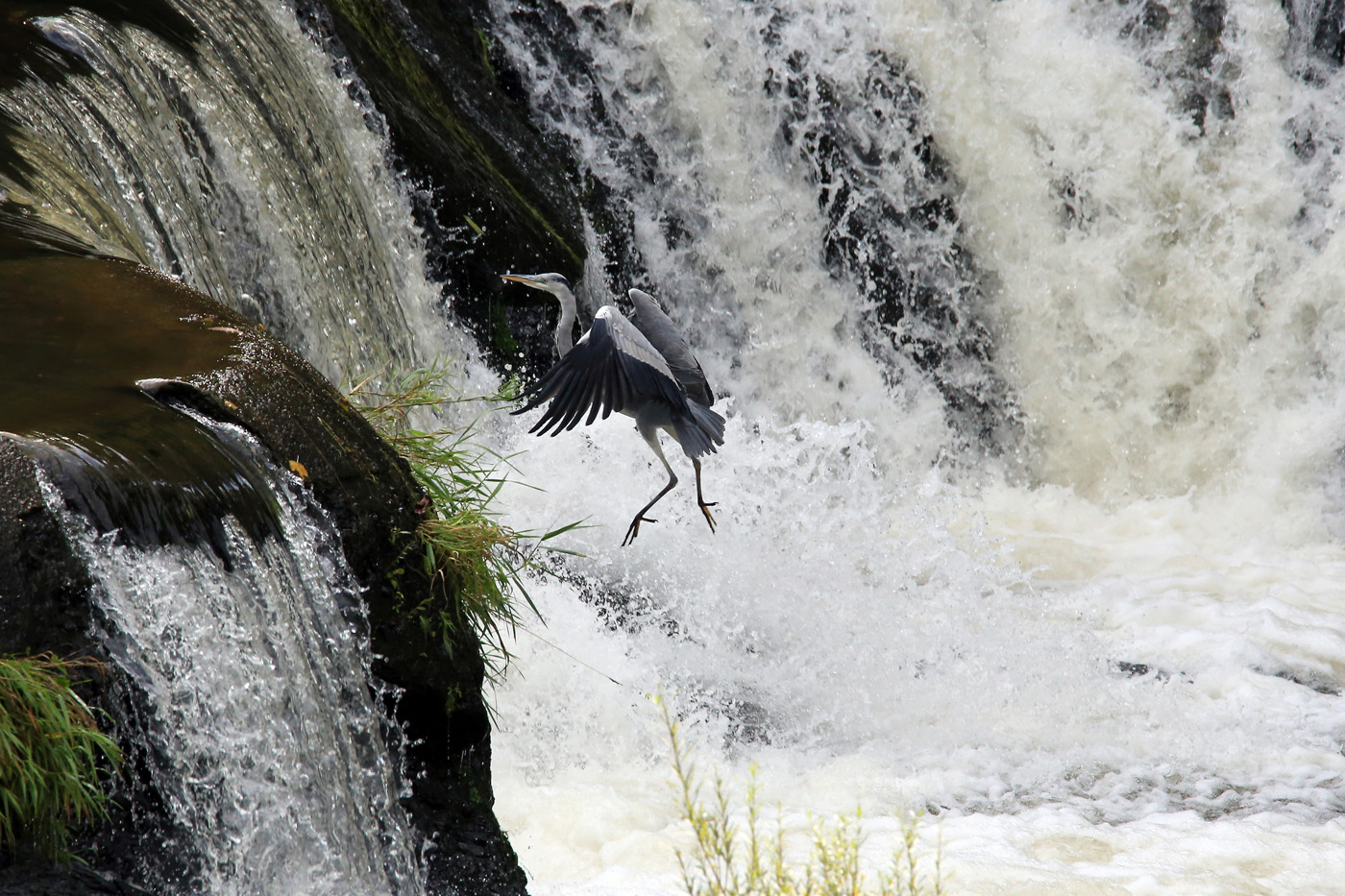 Reiher am Wasserfall | © Dieter Vollmer