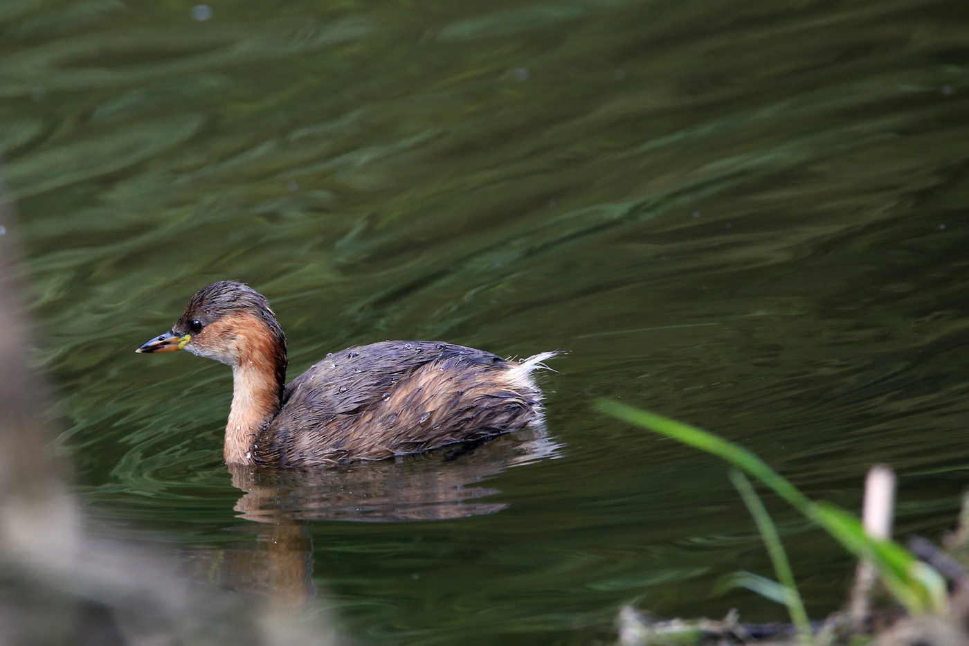 Zwergtaucher | © Dieter Vollmer