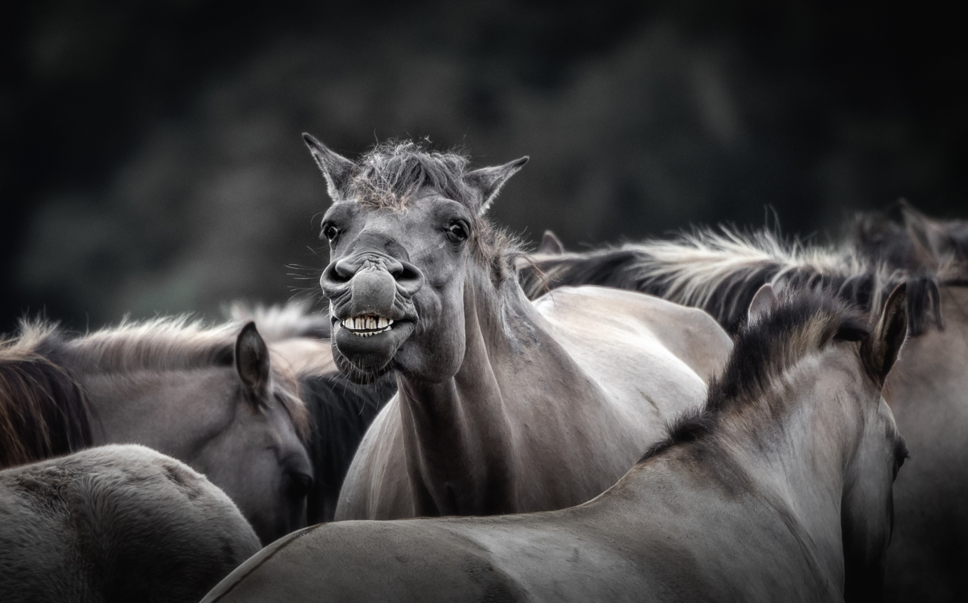 Wild Horses | © Irmgard Crispin